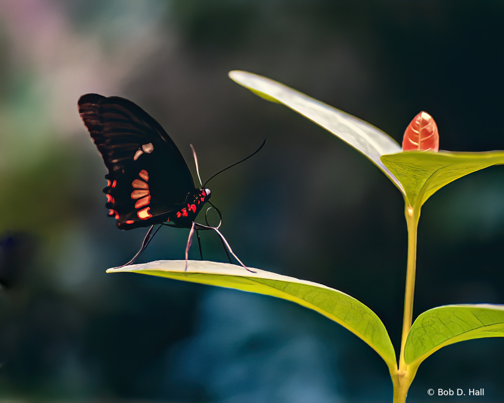 Butterfly Dance