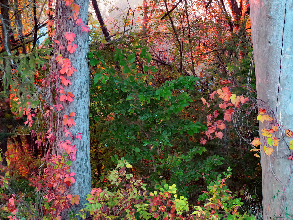 Growing On Trees