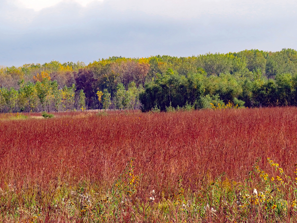 More North Iowa Color