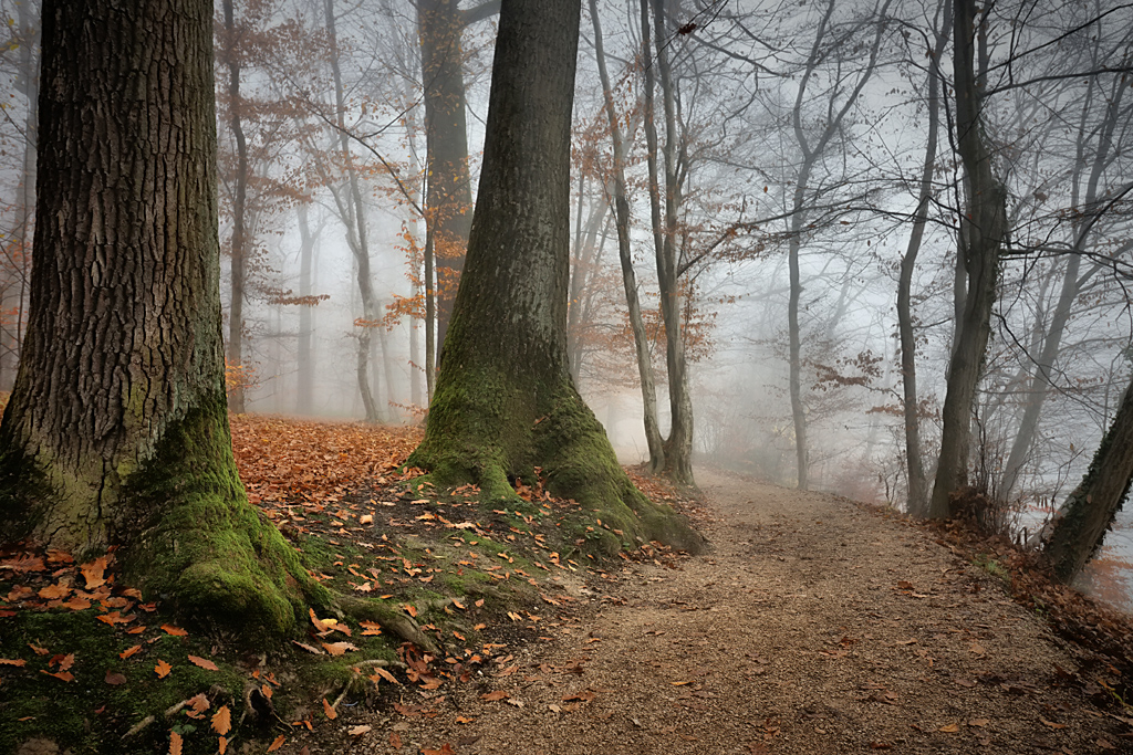 Walk in a Park