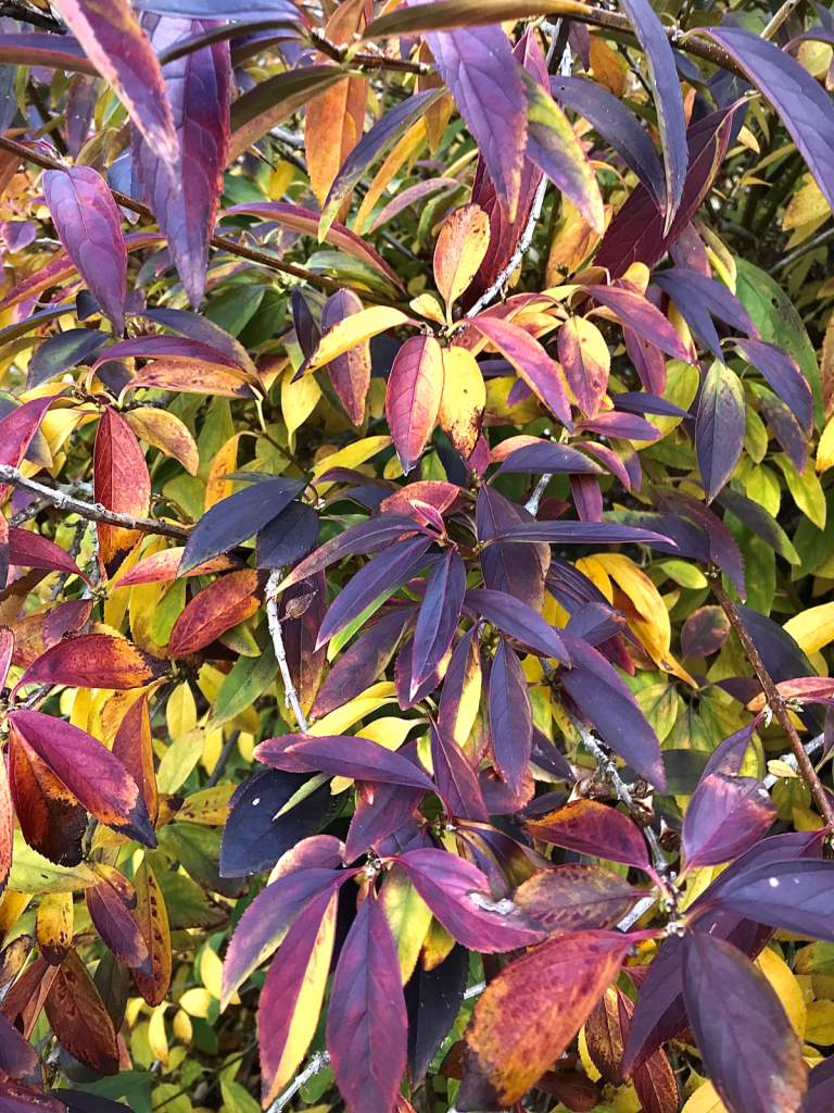 Forsythia in rich plum and yellow