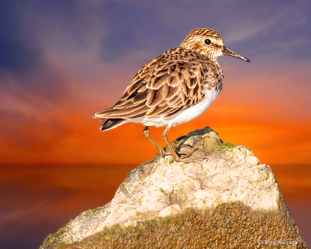 Least Sandpiper