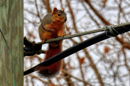 Squirrel on a wire