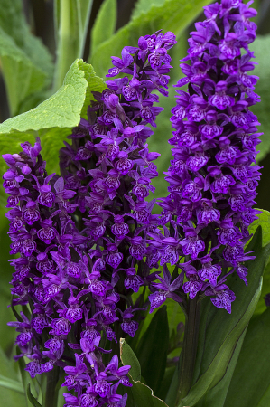 Dactylorhiza