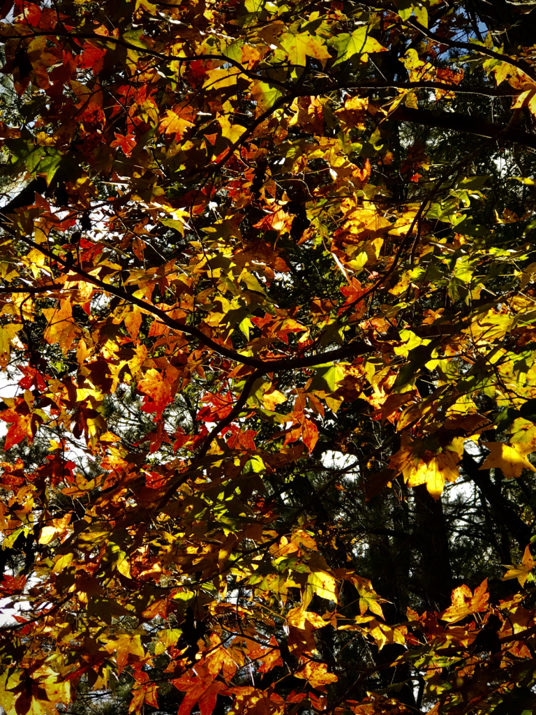 Glowing Autumn Leaves 