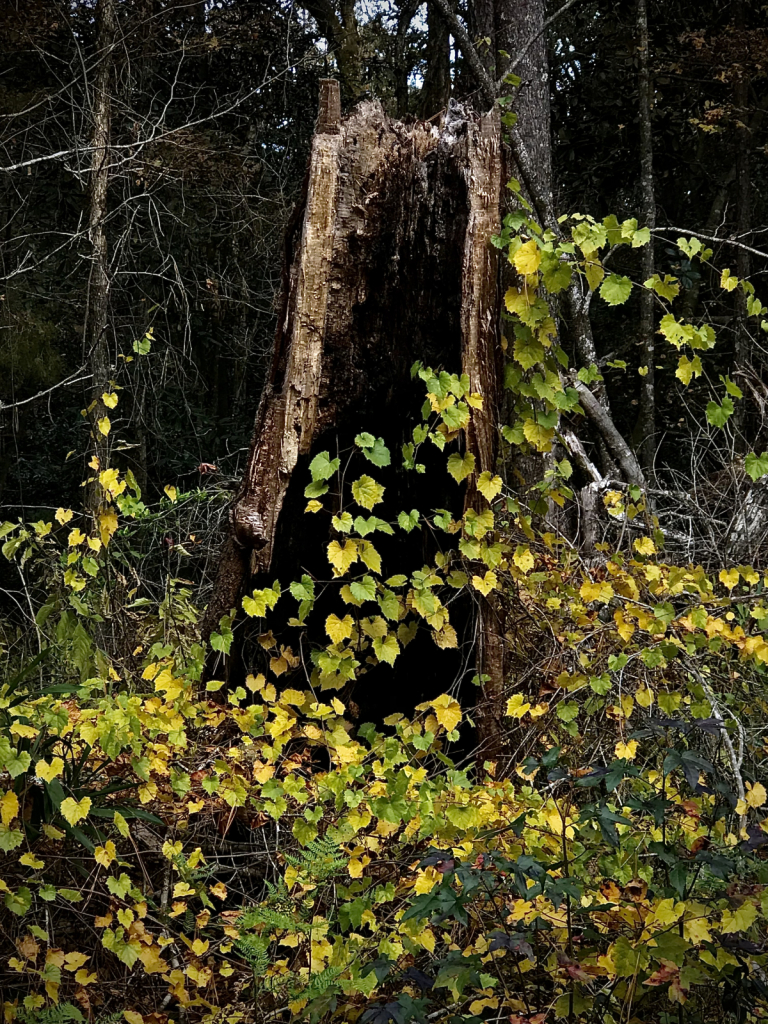 Yellow muscadine beautifying old tree