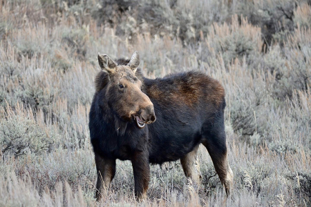 Smiling Cow Moose