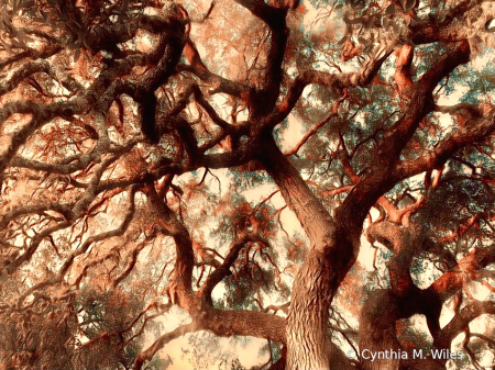 A Tree For Climbing 