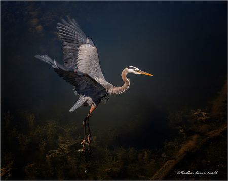 Mystical Flight