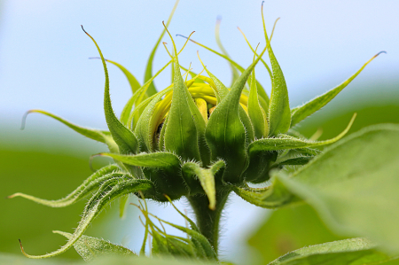 Mini Sunflower