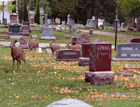 Cemetery Residents