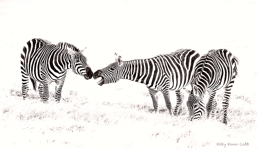 Zebras Touching Noses in High Key