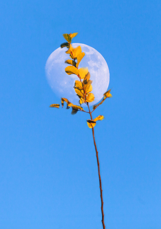 Autumn Moon