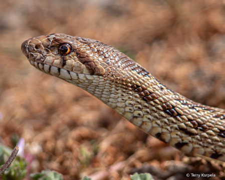 Gopher Snake   