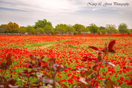 Field of Glory