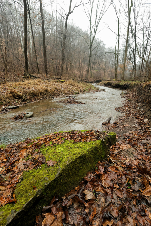 Winter Stream