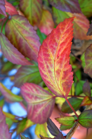 LEAVES