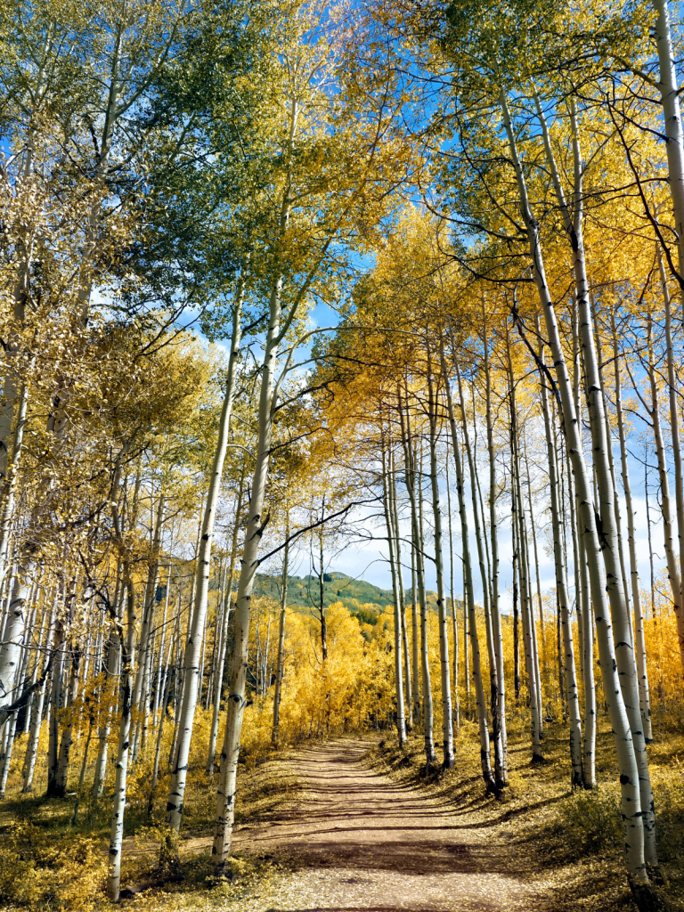 Aspen Grove