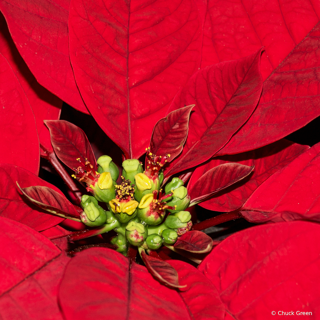 Heart of Poinsettia