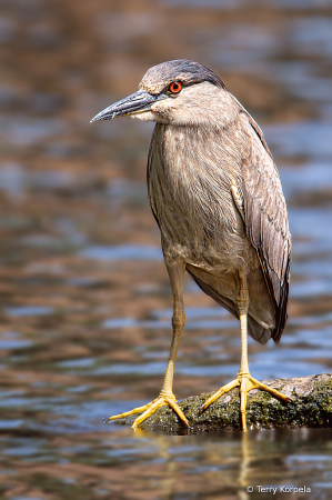 Black-crown Night-heron