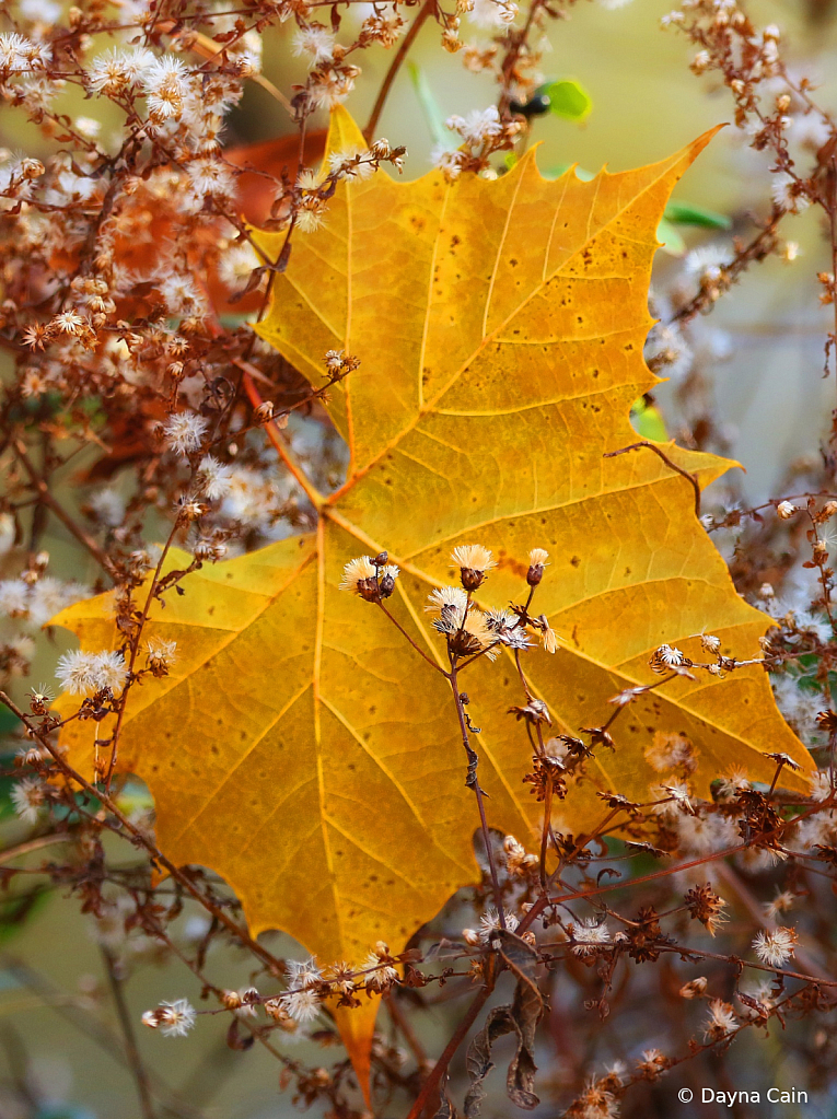 Let’s “Leaf” It Alone