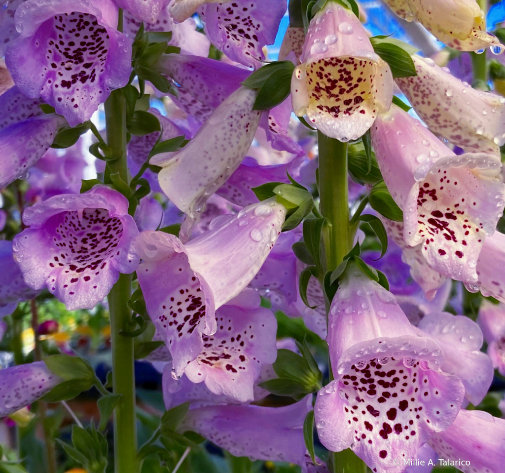 Foxglove Clusters