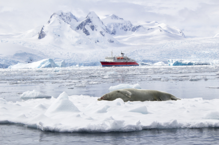 Crab Eater Seal, Antarctica