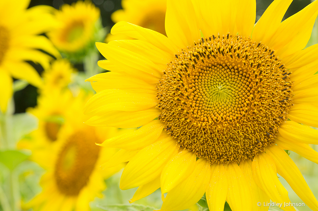 Sunflower Beauty