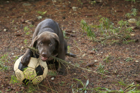 Jake, a stick, and a ball