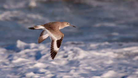 Willet FlyBy
