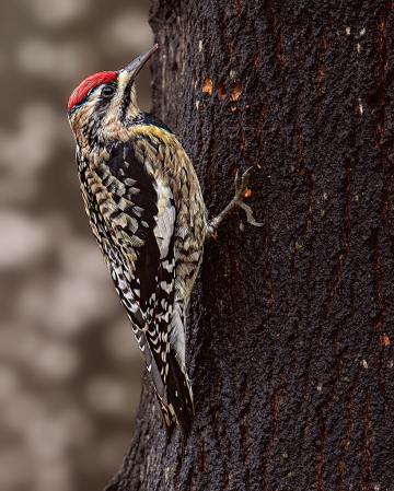 Yellow-bellied Sapsucker