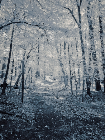 Walk in the Woods (IR)