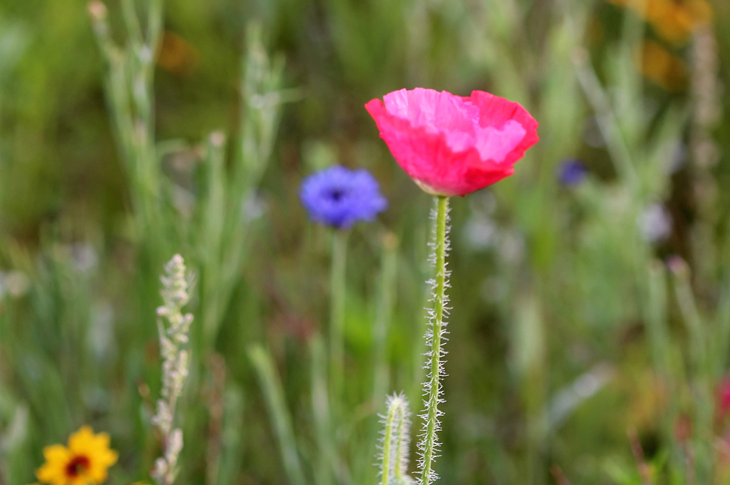 A Fuzzy Stem