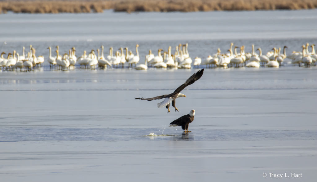 Bald Eagles