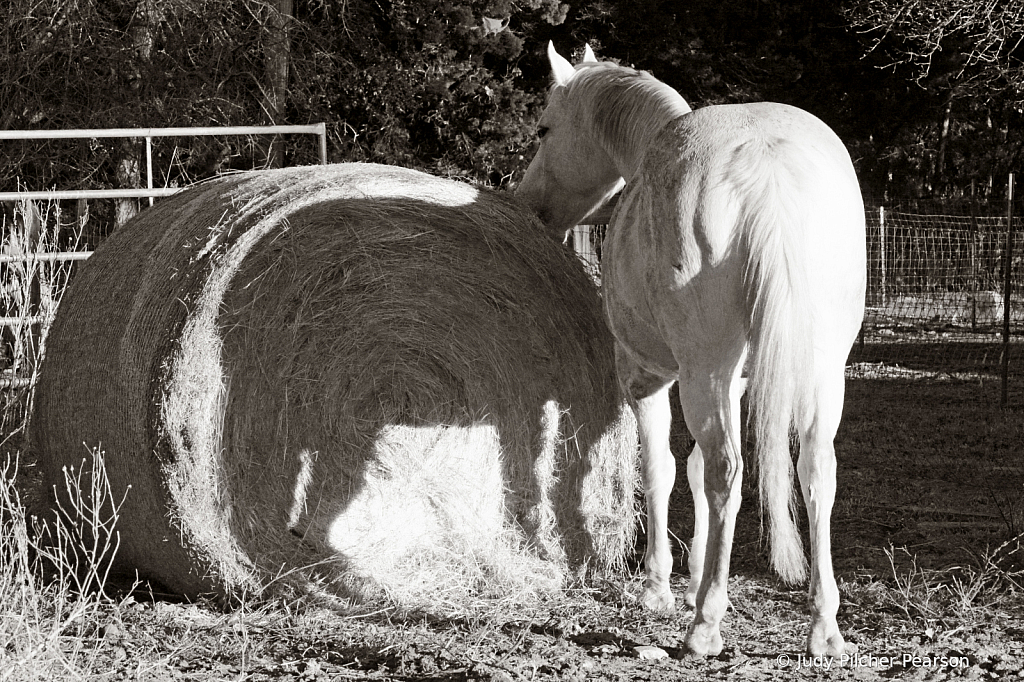 sharing supper with her shadow....