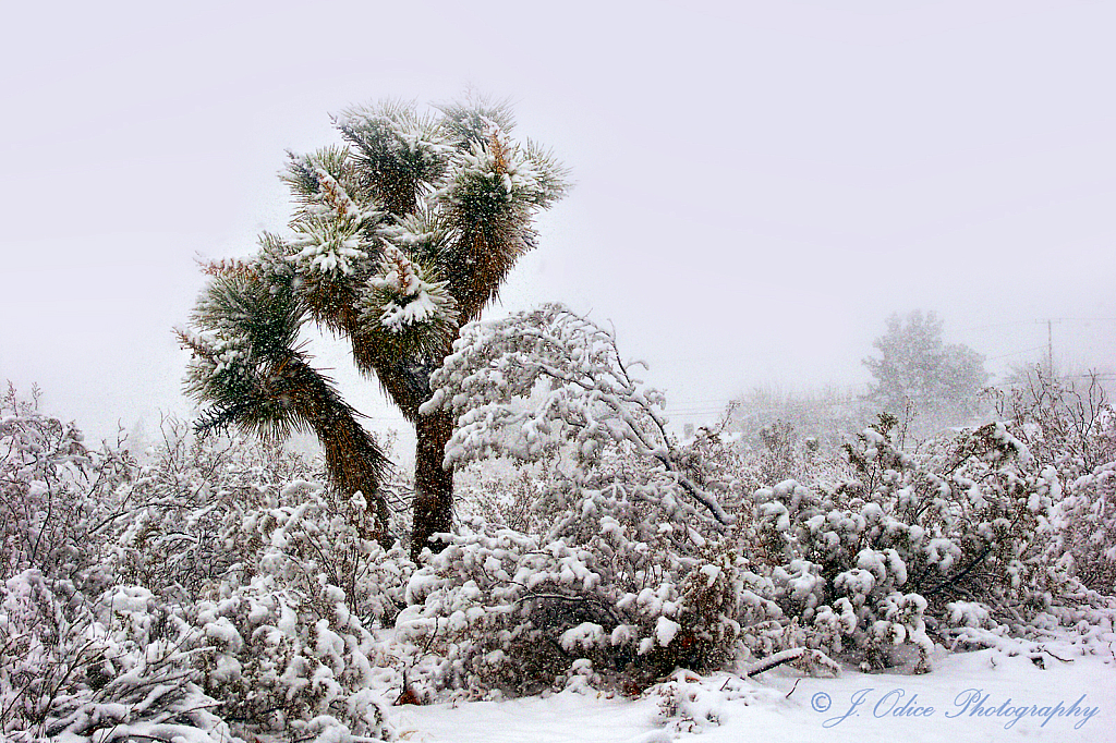 Littlerock Joshua Tree and Snow