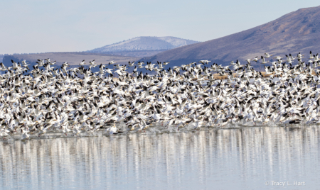 Snow Geese Rush