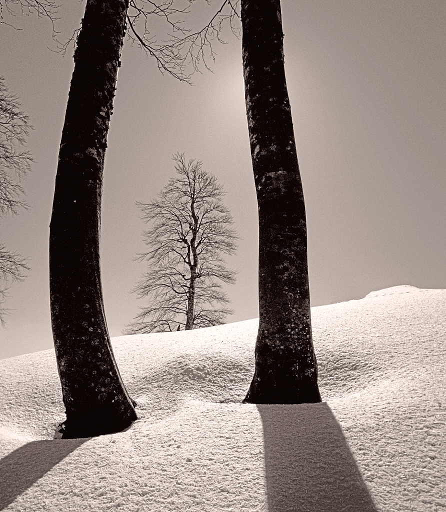 Trunks framing Tree in B&W.