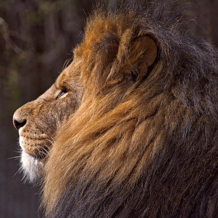 Lion Portrait