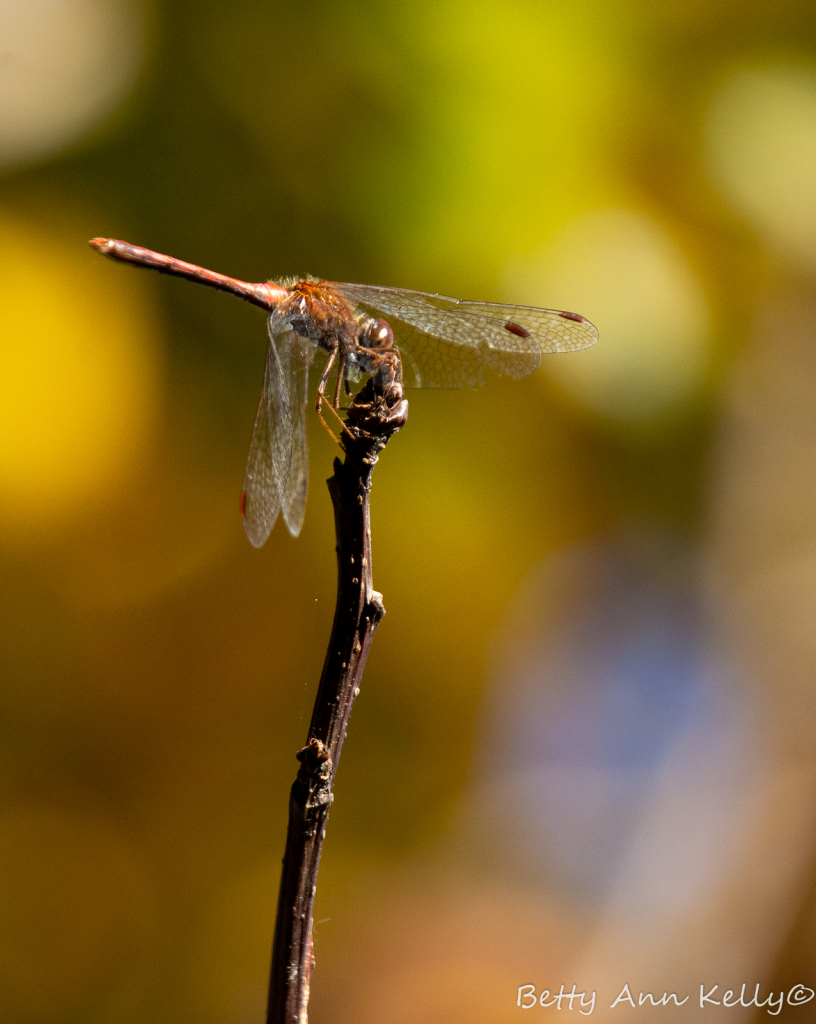 Perched