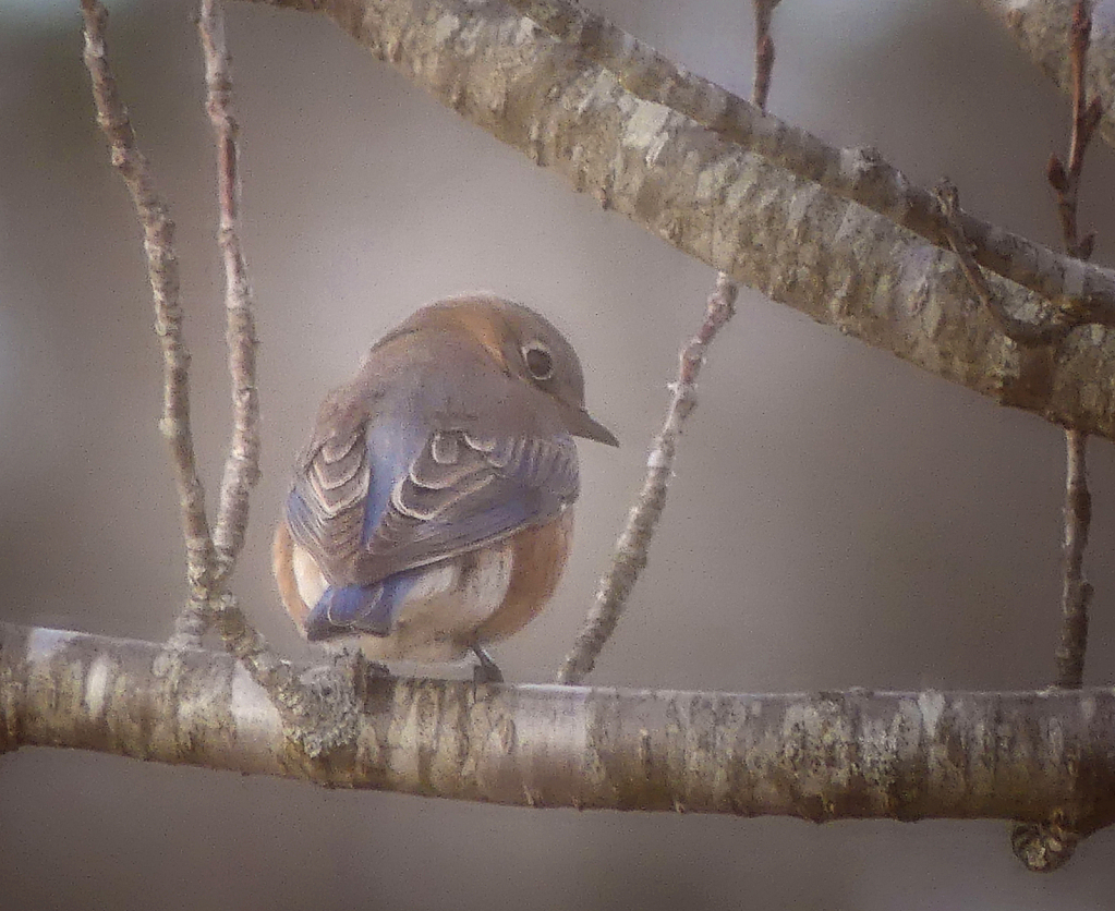 Sweet Eastern Bluebird