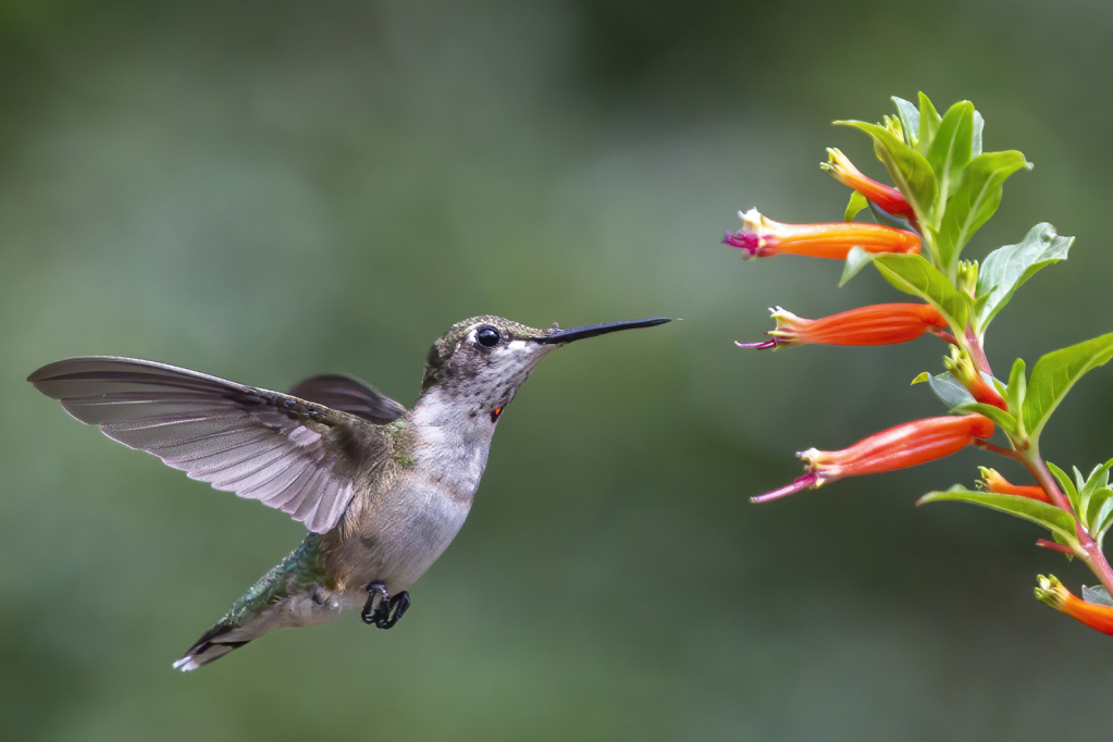 Juvenile Male Hummingbird