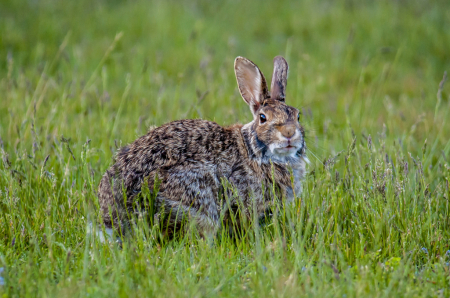 Bunny