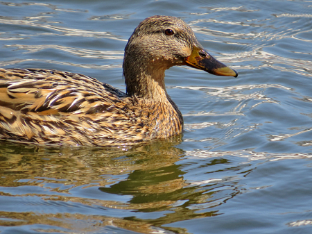 Female Duck