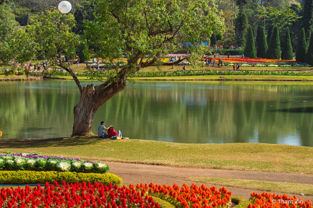 couple and tree