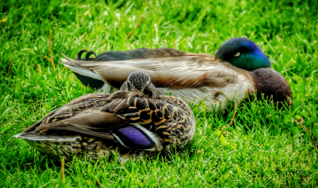 ~ ~ PAIR OF WOOD DUCKS~ ~ 