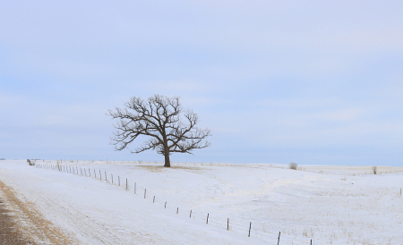 Solitary Oak