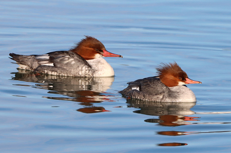 Common Mergansers