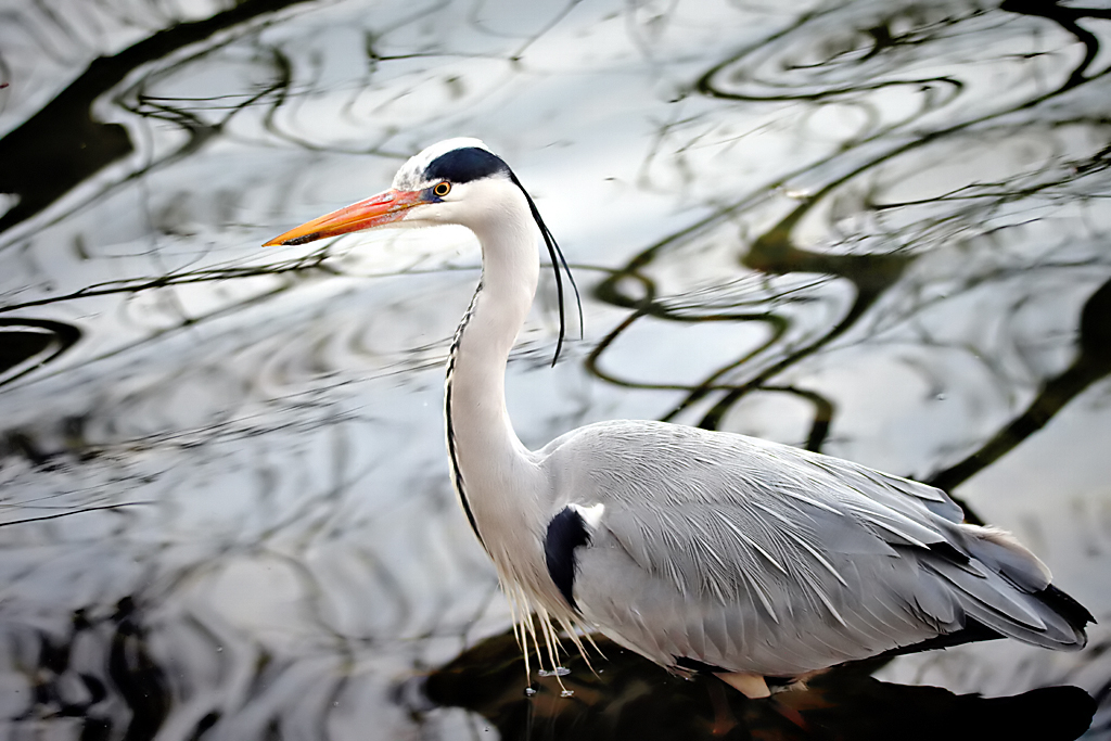 February 2022 Photo Contest Grand Prize Winner - Heron