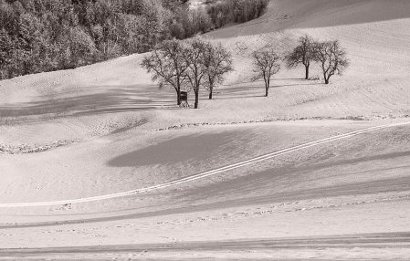 A Group of Trees